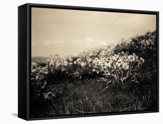 Wildflowers-Andrew Geiger-Framed Stretched Canvas