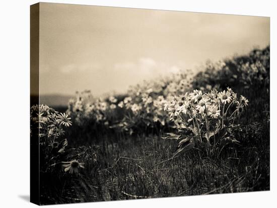 Wildflowers-Andrew Geiger-Stretched Canvas