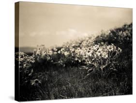 Wildflowers-Andrew Geiger-Stretched Canvas