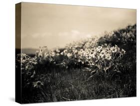 Wildflowers-Andrew Geiger-Stretched Canvas