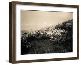 Wildflowers-Andrew Geiger-Framed Art Print