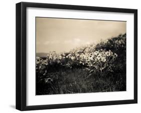 Wildflowers-Andrew Geiger-Framed Art Print