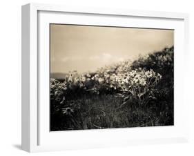 Wildflowers-Andrew Geiger-Framed Art Print