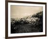 Wildflowers-Andrew Geiger-Framed Art Print