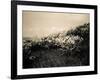 Wildflowers-Andrew Geiger-Framed Art Print