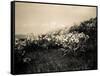 Wildflowers-Andrew Geiger-Framed Stretched Canvas