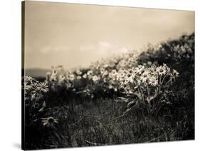Wildflowers-Andrew Geiger-Stretched Canvas