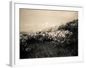 Wildflowers-Andrew Geiger-Framed Art Print