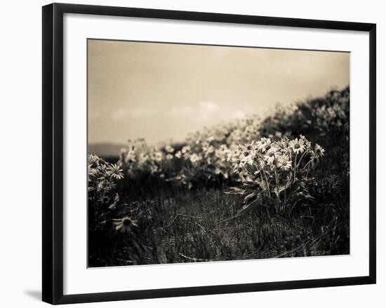 Wildflowers-Andrew Geiger-Framed Art Print