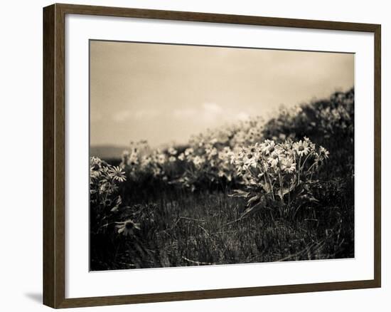 Wildflowers-Andrew Geiger-Framed Art Print