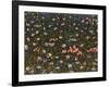 Wildflowers-James W. Johnson-Framed Giclee Print