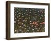 Wildflowers-James W. Johnson-Framed Giclee Print