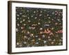 Wildflowers-James W. Johnson-Framed Giclee Print