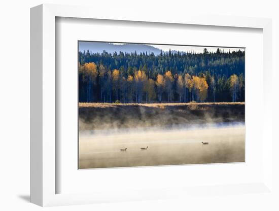 Wildfowl on Snake River Surrounded by a Cold Dawn Mist in Autumn (Fall)-Eleanor Scriven-Framed Photographic Print