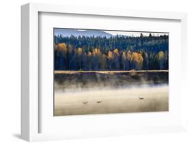 Wildfowl on Snake River Surrounded by a Cold Dawn Mist in Autumn (Fall)-Eleanor Scriven-Framed Photographic Print