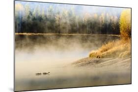 Wildfowl on Snake River Surrounded by a Cold Dawn Mist-Eleanor-Mounted Photographic Print