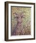 Wildgoat-James W. Johnson-Framed Giclee Print