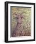 Wildgoat-James W. Johnson-Framed Giclee Print