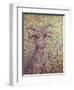 Wildgoat-James W. Johnson-Framed Giclee Print