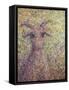 Wildgoat-James W. Johnson-Framed Stretched Canvas