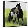 Wildhorses-Gordon Semmens-Framed Stretched Canvas