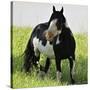 Wildhorses-Gordon Semmens-Stretched Canvas