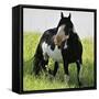 Wildhorses-Gordon Semmens-Framed Stretched Canvas