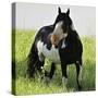 Wildhorses-Gordon Semmens-Stretched Canvas