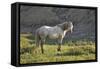 Wildhorses-Gordon Semmens-Framed Stretched Canvas