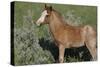 Wildhorses-Gordon Semmens-Stretched Canvas