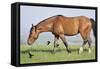 Wildhorses-Gordon Semmens-Framed Stretched Canvas