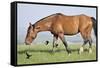 Wildhorses-Gordon Semmens-Framed Stretched Canvas