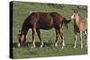 Wildhorses-Gordon Semmens-Stretched Canvas