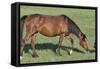 Wildhorses-Gordon Semmens-Framed Stretched Canvas