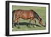 Wildhorses-Gordon Semmens-Framed Photographic Print