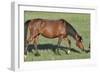 Wildhorses-Gordon Semmens-Framed Photographic Print