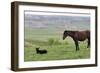 Wildhorses-Gordon Semmens-Framed Photographic Print