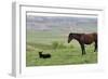 Wildhorses-Gordon Semmens-Framed Photographic Print