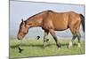 Wildhorses-Gordon Semmens-Mounted Photographic Print