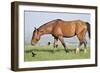 Wildhorses-Gordon Semmens-Framed Photographic Print