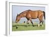 Wildhorses-Gordon Semmens-Framed Photographic Print