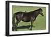 Wildhorses-Gordon Semmens-Framed Photographic Print