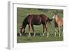 Wildhorses-Gordon Semmens-Framed Photographic Print