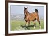 Wildhorses-Gordon Semmens-Framed Photographic Print