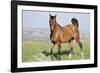 Wildhorses-Gordon Semmens-Framed Photographic Print