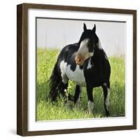 Wildhorses-Gordon Semmens-Framed Photographic Print