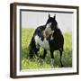 Wildhorses-Gordon Semmens-Framed Photographic Print