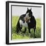 Wildhorses-Gordon Semmens-Framed Photographic Print