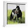 Wildhorses-Gordon Semmens-Framed Photographic Print