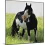 Wildhorses-Gordon Semmens-Mounted Photographic Print